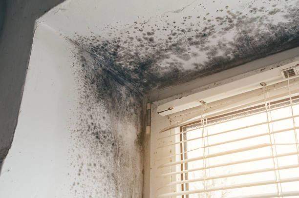 Affordable Attic Mold Remediation solutions in Laurel, VA
